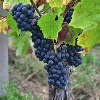 Vineyards of the Vendee